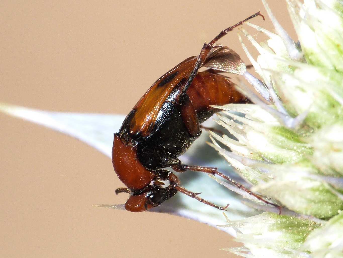 Macrosiagon tricuspidatum? (Rhipiphoridae)